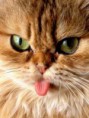 /album/fenykepgaleria/nyelves-jpg/