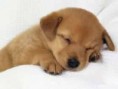 /album/fenykepgaleria/tired-puppy-jpg/